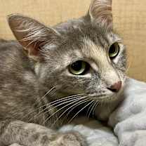 Thumbnail photo of Cloud #4