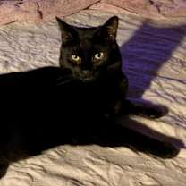 Thumbnail photo of Ray #1