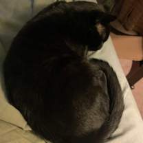 Thumbnail photo of Ray #2