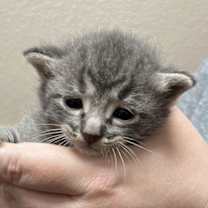 Thumbnail photo of Navy #3