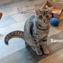 Thumbnail photo of Sammy & Sally #1