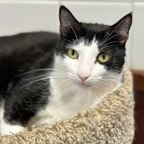 Thumbnail photo of Garnet #2