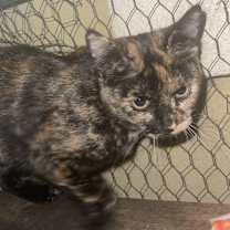 Thumbnail photo of Brownie #1