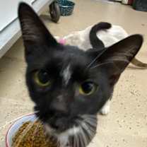 Thumbnail photo of Magpie #3