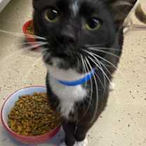 Thumbnail photo of Magpie #4