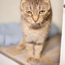 Thumbnail photo of Sarabi #4