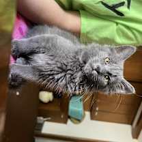 Thumbnail photo of Mouse #2