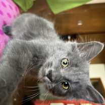 Thumbnail photo of Mouse #3