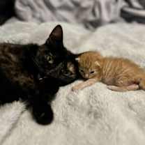 Thumbnail photo of Cricket K #4