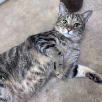 Thumbnail photo of Oliver: Not at shelter (Barbe) #2