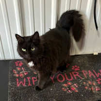 Thumbnail photo of Stella #1