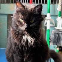 Thumbnail photo of Stella #2