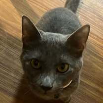 Thumbnail photo of Cosmo #1