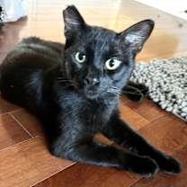 Thumbnail photo of Binx #1