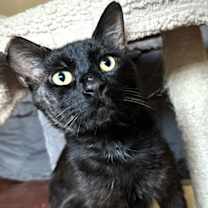 Thumbnail photo of Binx #2