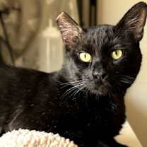 Thumbnail photo of Binx #3