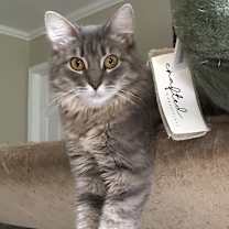 Thumbnail photo of Kiki #1