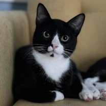 Thumbnail photo of Binx #2
