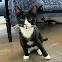 Thumbnail photo of Binx #3