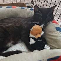 Thumbnail photo of Mr Pringles #3