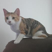 Thumbnail photo of Pansy #2
