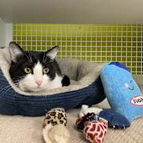 Thumbnail photo of Kobalt 9391 #1