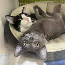 Thumbnail photo of Kobalt 9391 #3