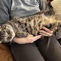 Thumbnail photo of Huckleberry (bonded with Goji) #1