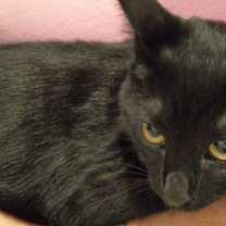 Thumbnail photo of Midnight #1