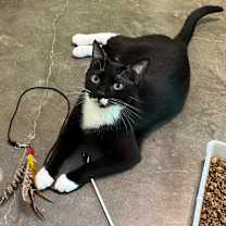 Thumbnail photo of Salem (100% sponsored) #1
