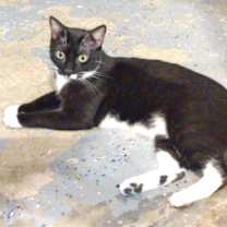 Thumbnail photo of Salem (100% sponsored) #2