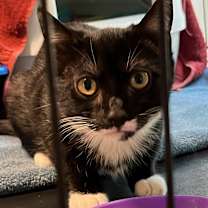 Thumbnail photo of Salem (100% sponsored) #3