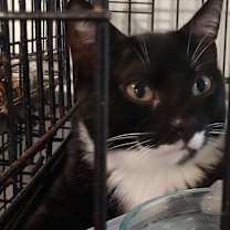 Thumbnail photo of Salem (100% sponsored) #4