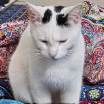 Thumbnail photo of Fritz / Kitty #4