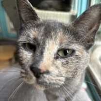 adopt-pet
