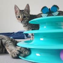 Thumbnail photo of Mira #4