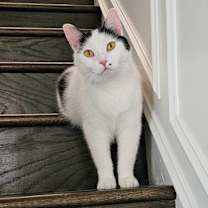 Thumbnail photo of Morgan #1