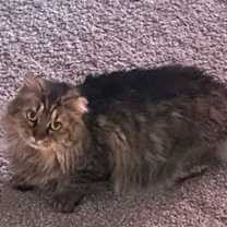 Thumbnail photo of Maize - Beautiful Tabby - Feral/Semi-Feral Kitty #1