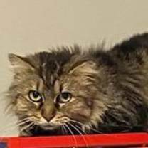 Thumbnail photo of Maize - Beautiful Tabby - Feral/Semi-Feral Kitty #3