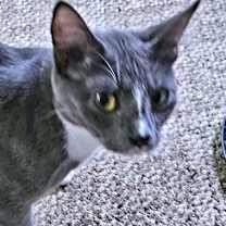 Thumbnail photo of Willie #2