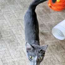 Thumbnail photo of Willie #4