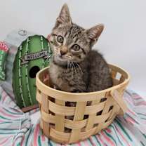 Thumbnail photo of Tommy XIV #2