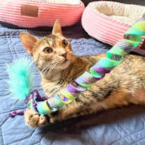 Thumbnail photo of Beema #2