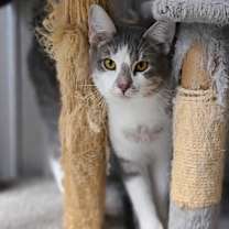 Thumbnail photo of Henry-prefers to not be touched #2