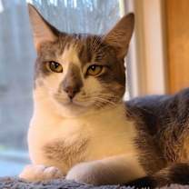 Thumbnail photo of Henry-prefers to not be touched #3