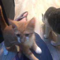 Thumbnail photo of Cheyenne #2