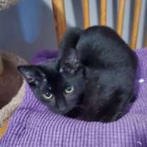 Thumbnail photo of FOLEY #2