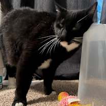 Thumbnail photo of Midnight #2