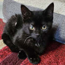 Thumbnail photo of Dobby- Special Needs- CH #2