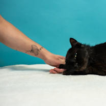 Thumbnail photo of Twin #2